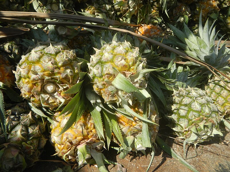 File:0816Stacks of pineapples in the Philippines 04.jpg