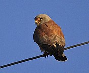 09402 Kleine Torenvalk Lesser Kestrel.jpg