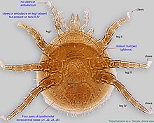 1-Trigonholaspis аналық дорс20x BMOC 88-0729-001.jpg