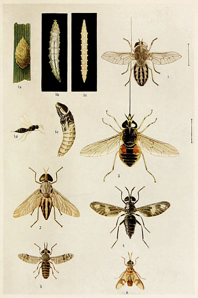 File:14-Indian-Insect-Life - Harold Maxwell-Lefroy - Tabanidae.jpg