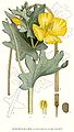 Glaucium flavum Grantz.