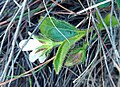 1 Hibiscus aethiopicus -white- WCape 2.jpg