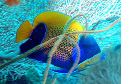 1 
 Pomacanthus navarchus Blue-gridled angelfish.jpg