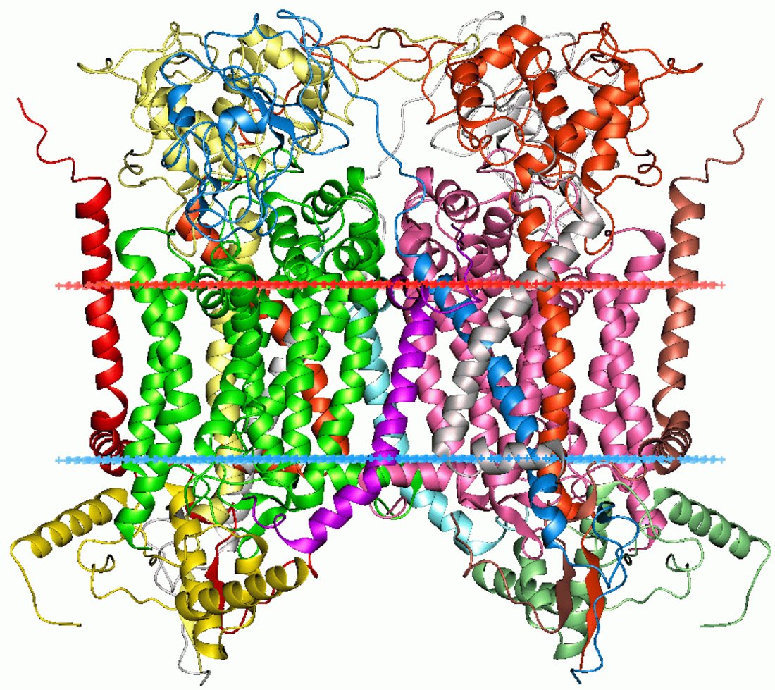 Cytochrome b