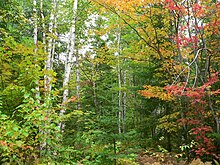 Boreal Forest, Canada. 2005-09-16 BOP 65 (01) DDumais.jpg