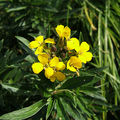 Erysimum cheiri