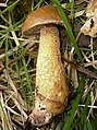 Klouzek limbový Suillus plorans