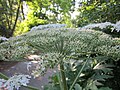 Heracleum mantegazzianum (Riesen-Bärenklau)