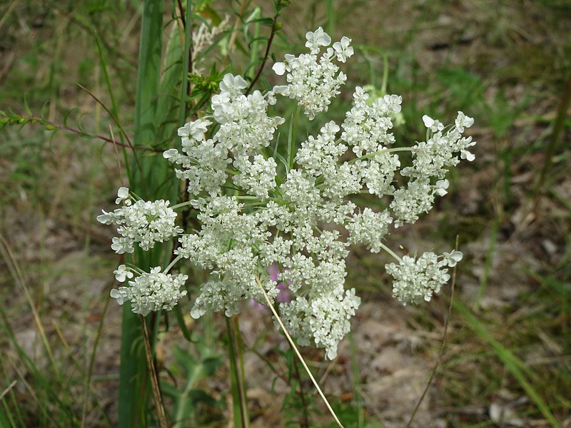 File:20140803Peucedanum oreoselinum3.jpg