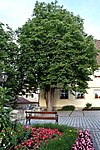 2017-06-09 4 Horse chestnuts Reichenau (BW) 03.jpg