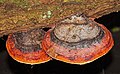 Rotrandiger Baumschwamm - Fomitopsis pinicola