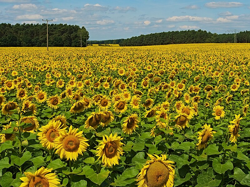 File:2017.07.18.-01-Ahrensdorf Rietz-Neuendorf--Sonnenblumenfeld.jpg