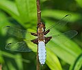 Plattbauch - Libellula depressa, Männchen