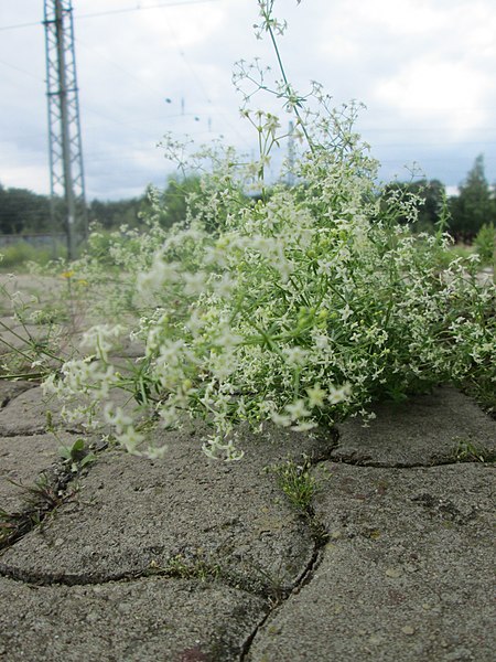 File:20180622Galium mollugo1.jpg