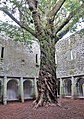 wikimedia_commons=File:2019 Muckross Abbey 4.jpg