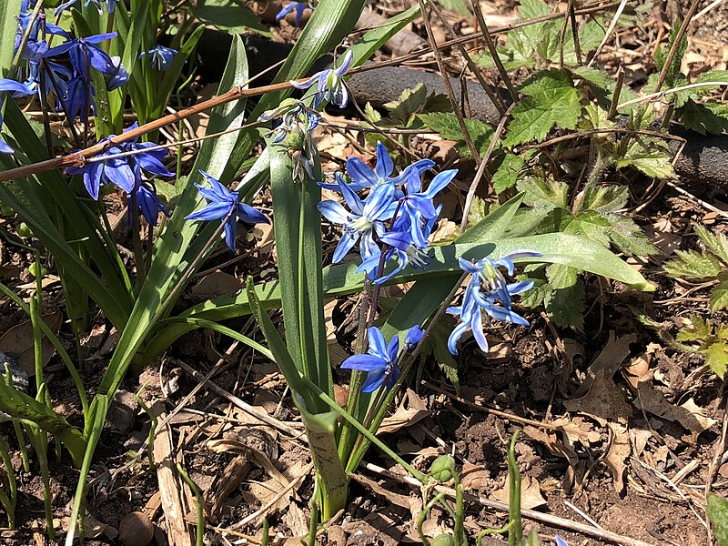 File:2020-03-22 13 04 06 Siberian Squill blooming along Thorngate Drive in the Franklin Farm section of Oak Hill, Fairfax County, Virginia.jpg