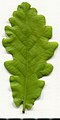 * Nomination Oak. Leaf adaxial side. --Knopik-som 07:23, 11 June 2021 (UTC) * Promotion  Support Good quality. --Ermell 09:36, 11 June 2021 (UTC)