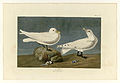 287. Ivory Gull