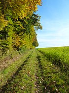 Edge of the woods (Upper Swabia)