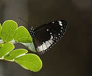 Euploea sylvester