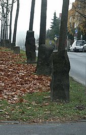 Some of the 7,000 Oaks planted between 1982 and 1987 for documenta 7 (1982)