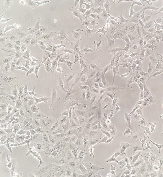 File:A549 cell line.jpg