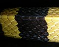 5. Geger ular welang (dorsal).