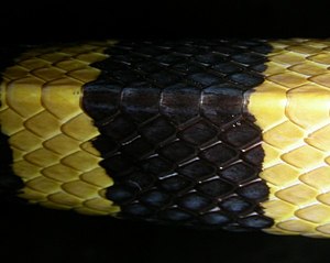 Dorsal scales on a banded krait, Bungarus fasciatus. AB 053 Banded Krait.JPG