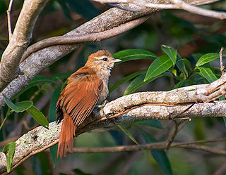 <span class="mw-page-title-main">Rusty-backed spinetail</span> Species of bird