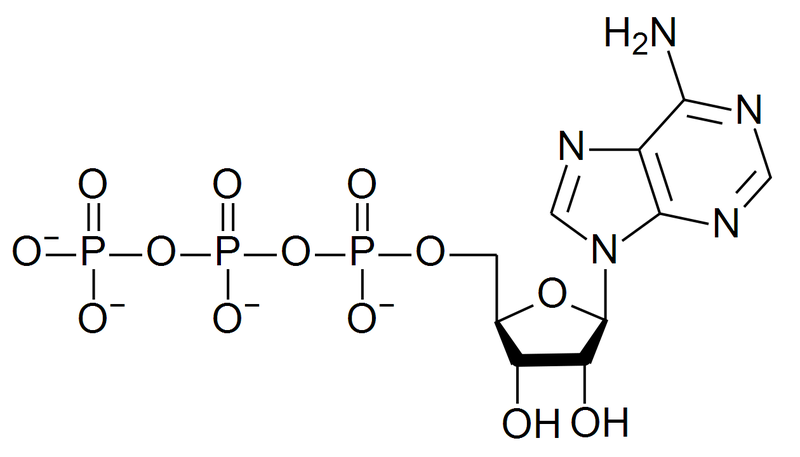 File:ATP structure revised.png