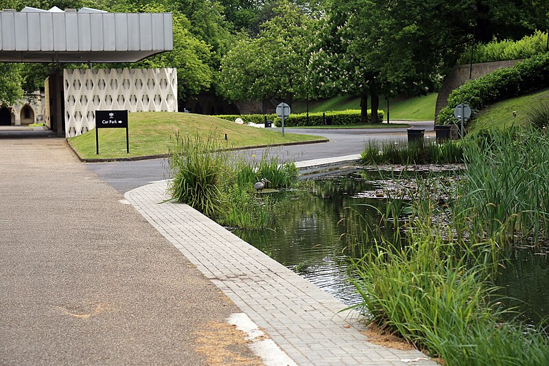 File:A Grey heron on Crematorium pond at the City of London Cemetery 01.jpg