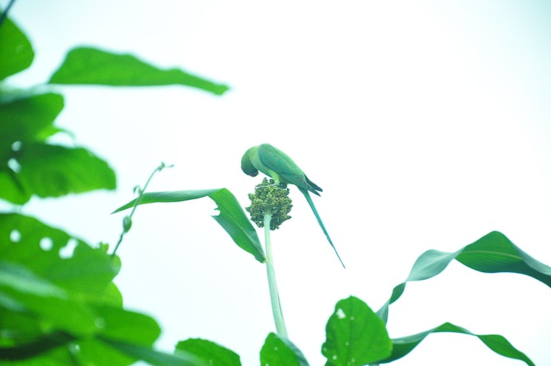 File:A Parrot in a Millet plant-2.jpg