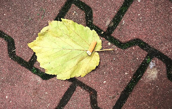 A cigarette butt on a leaf - ubiquitous pets