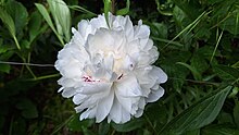 A close-up of a white peony flower with a red tint.jpg