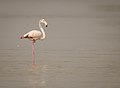 A greater Flamingo one leg stand.jpg