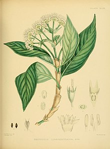A hand-book to the flora of Ceylon (Plate XLIX) (6430648961).jpg