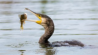 Grand cormoran en train de manger une perche