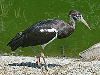 Stork, Abdim's Ciconia abdimii