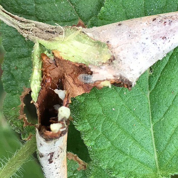 File:Acacia ants in bullhorn acacia thorn.jpg