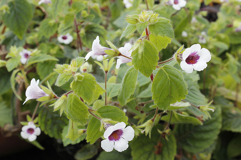 File:Achimenes misera in cultivation.jpg