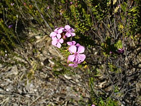 Acmadenia mundiana