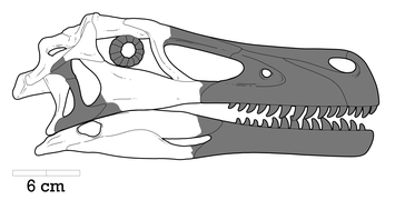 Reconstructed skull of Adasaurus