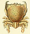 Adolphe Millot crustaces-fig15-Ranine.jpg