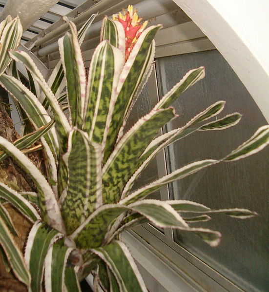 File:Aechmea orlandiana Ensign BotGardBln271207E.jpg