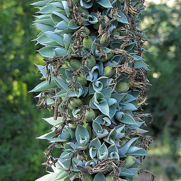 File:Agave vilmoriniana 02.JPG