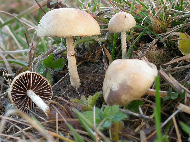 File:Agrocybe pediates semiorbicularis (?) (29995600356).jpg