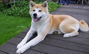 Akita (race de chien)