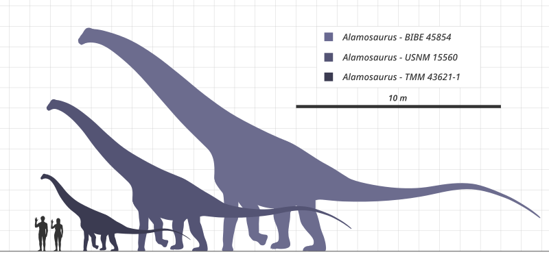 Файл:Alamosaurus Scale Chart Steveoc.svg