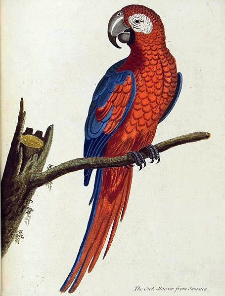 File:Albin's Macaw.jpg
