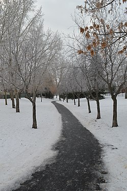 Tree avenue in winter